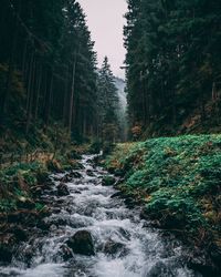 Scenic view of waterfall in forest