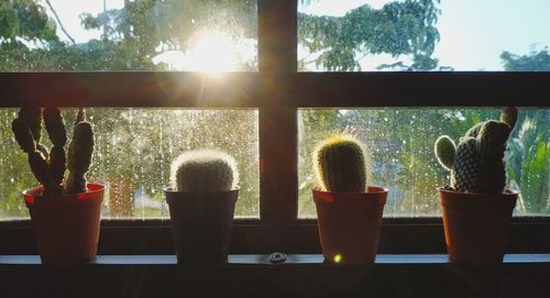 Potted plants on table against window