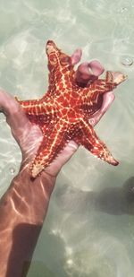 Low section of person swimming in pool