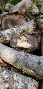 Close-up of mushrooms on wood in forest