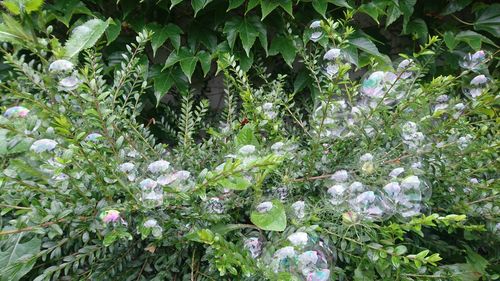 Full frame shot of white flowers