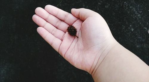 Close-up of small holding leaf