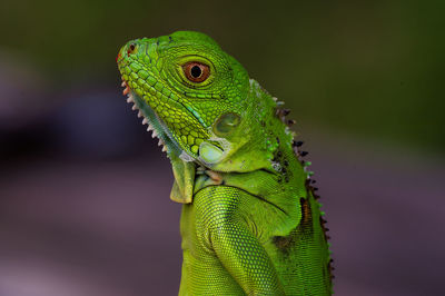 Close-up of lizard