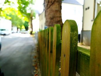 Close-up of fence against trees