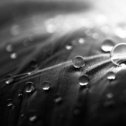 Close-up of water drops