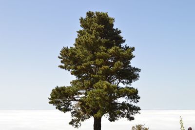 Trees against clear sky