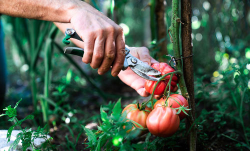 Midsection of person holding vegetables