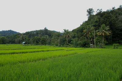 Scenic view of agricultural field against clear sky