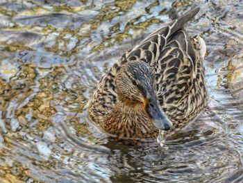 Duck swimming in lake