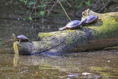 Close-up of duck in lake