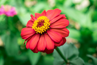 Close-up of red flower