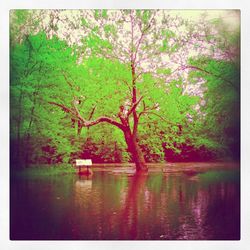 Reflection of trees in lake