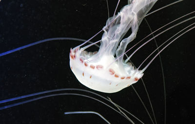 Close-up of jellyfish in water