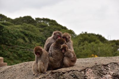 Monkeys on retaining wall against sky