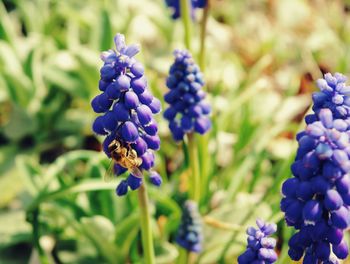 Close-up of purple flowering plants