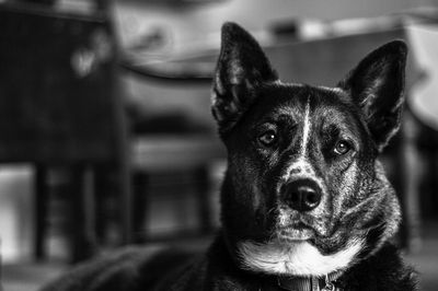 Close-up of dog looking away