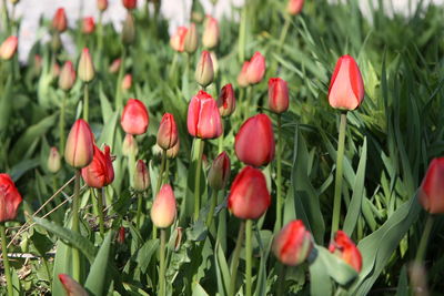 Close-up of red tulip growing on field