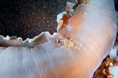 Macro shot of shell on the sea