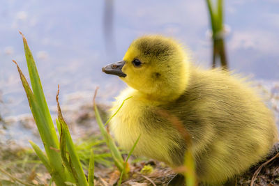 Canada goose yellow gosling in green grass by the pond, branta canadensis