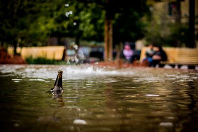 Bottle swimming in lake