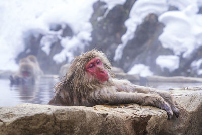 Japanese macaque relaxing in hot spring