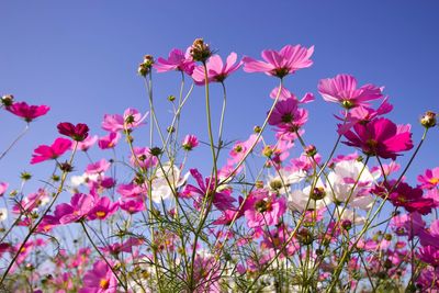 Low angle view of pink cosmos flowers against clear sky