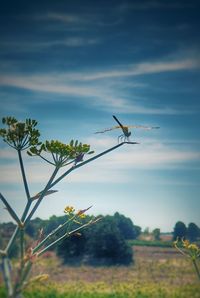 Low angle view of insect flying on field against sky