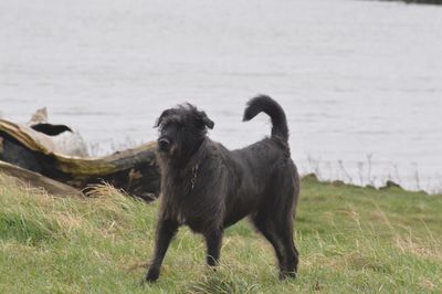 Dog on field against sky