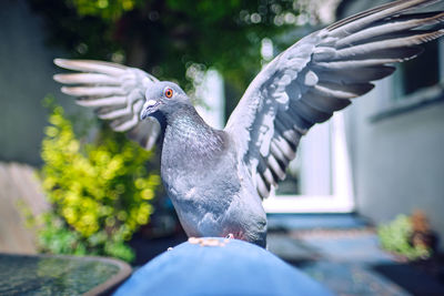 Close-up of bird