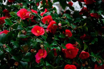 Close-up of red flowering plants