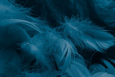 Full frame shot of feather