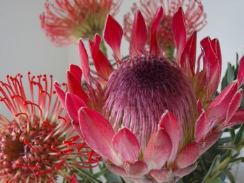 Close-up of pink flower