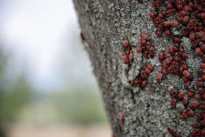 Close-up of lichen on tree trunk