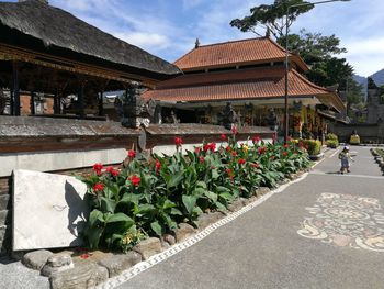 Potted plants outside house against buildings