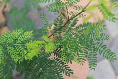 Close-up of pine tree leaves