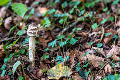 High angle view of mushroom on field