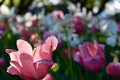 Close-up of pink rose in park