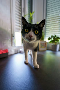 Portrait of cat at home