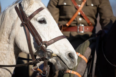 Head of a horse in a gala harness of bright white color.