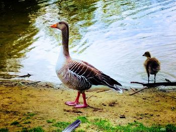 Ducks on a lake