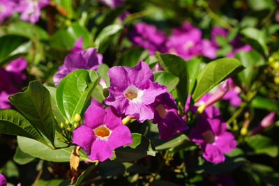 Close-up of pink flowering plants