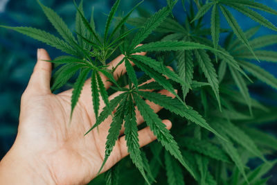 Close-up of hand holding leaves