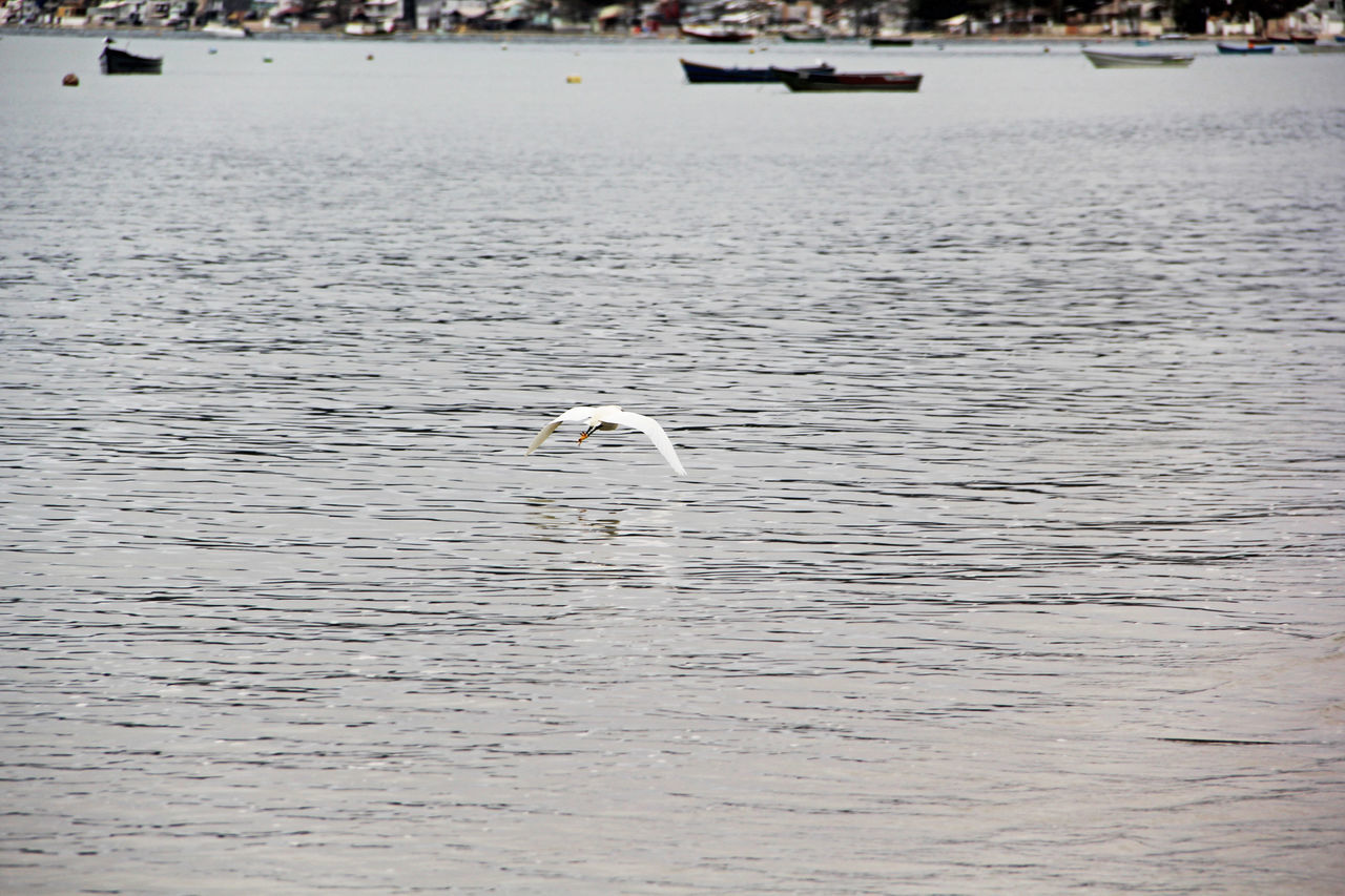 SEAGULL FLYING OVER SEA