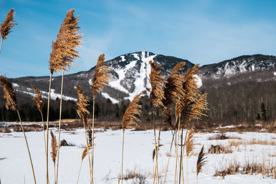 Trees on snow covered field against sky