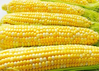 High angle view of corn