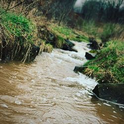 River stream amidst trees