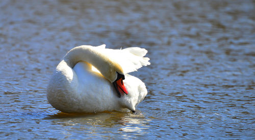 Swan swimming in lake