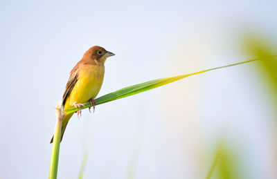 Close-up of bird perching on plant against sky