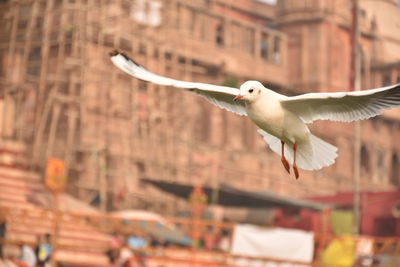 Seagulls in varanasi