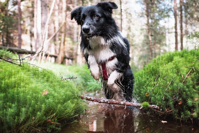 Bordercollie having fun in the forest